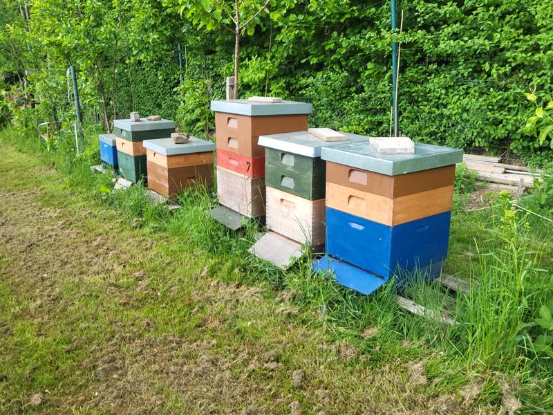 Reihe bunter Bienenstöcke im Grünen